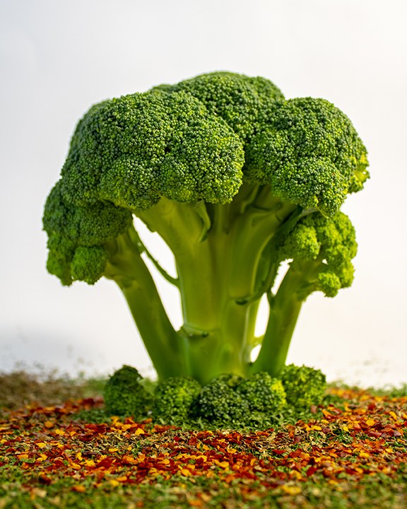 Broccoli arranged as a miniature tree in a studio scene